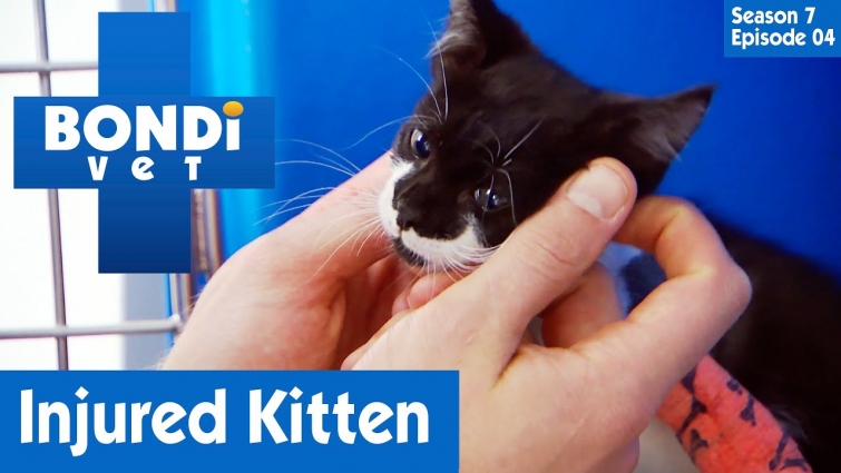 🐱 Small Kitten Is Injured | FULL EPISODE | S07E04 | Bondi Vet