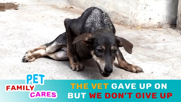 The Puppy Was Disabled Legs And The Vet Give Up On Him – Rescued Dog