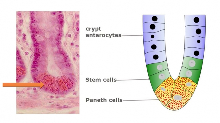 VETERINARY ANATOMY QUESTIONS AND ANSWERS – PART 3