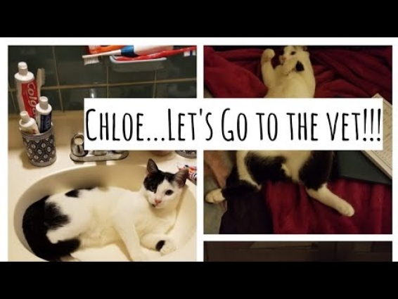 Let's Go to The Vet!!!(FurBaby self care 🐈+Daytime teatime + more/ GG de Gab Fashionista