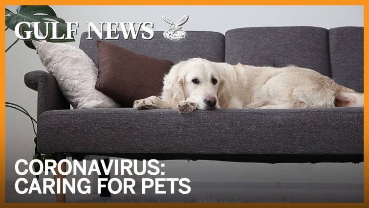 How to take care of your pets during COVID-19 pandemic