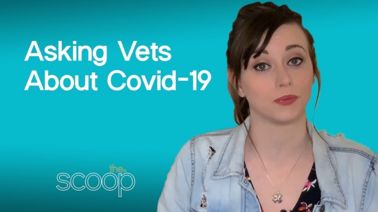 Asking Vets About Covid-19 | The Scoop