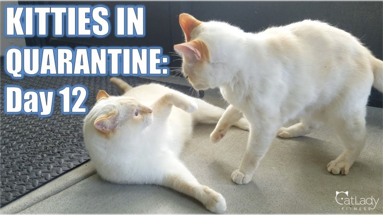 Kitties in Quarantine: DAY 12 (hungry squirrels and lazy play) 🐿😻