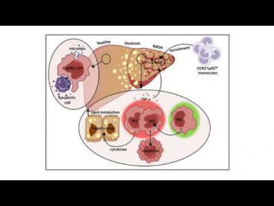 VETERINARY ANATOMY QUESTIONS AND ANSWERS  – PART 1