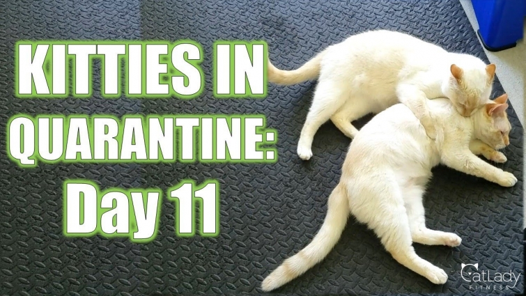 Kitties in Quarantine: DAY 11 (I think they're getting tired of me…) 🤷🏼‍♀️😻