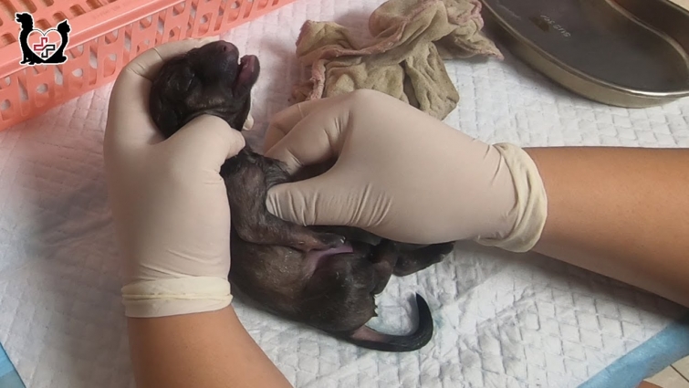 Vet Reviving a Dying newborn Puppy by using CPR – This is a truly hero