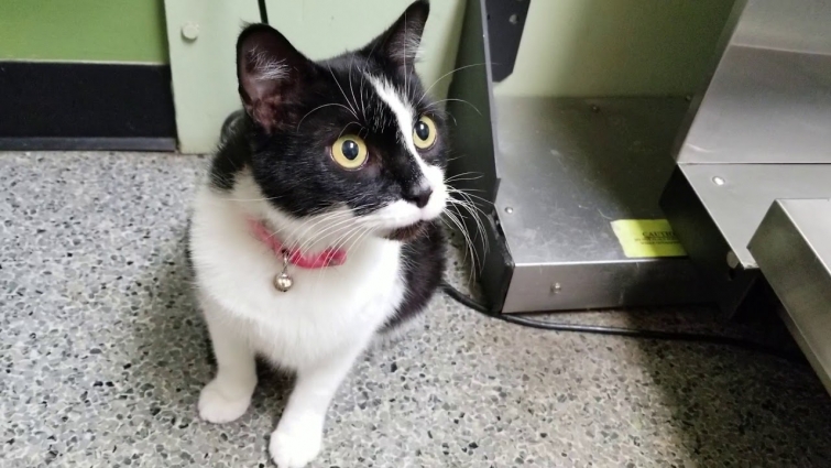 My Cat in the Exam Room at the Veterinarian (Dixie Veterinary Clinic)