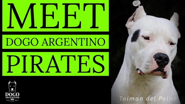 MEET THE PIRATES OF THE DOGO ARGENTINO WORLD [PIRATE SPOT BREED SHOWCASE VIDEO]