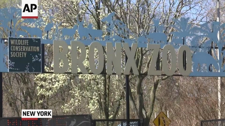 NY zoo vet on confirmed cases of COVID in animals