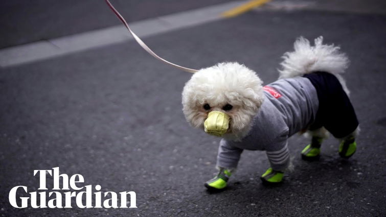 Coronavirus and pets: can my dog or cat spread the disease?