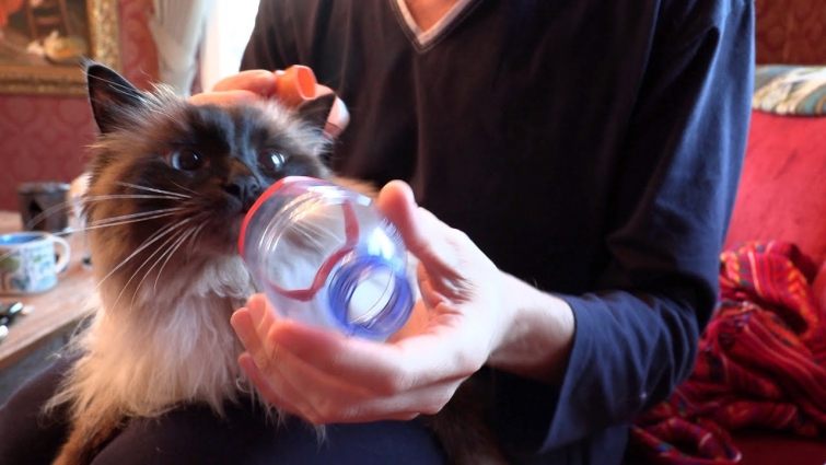 Ragdoll cat with chronic tracheitis: make your inhaler Aerokat out of an empty plastic bottle!