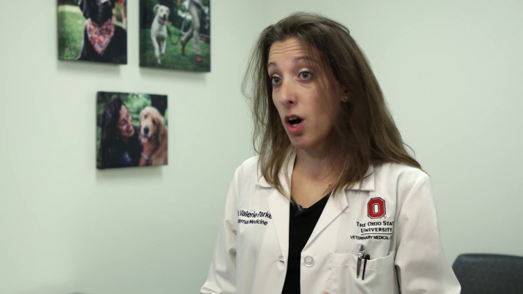 Pets aren’t people: Diet trends can put animals’ health at risk