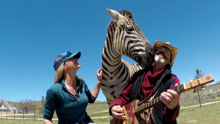 Zebra loves Johnny Cash & June Carter Song Jackson