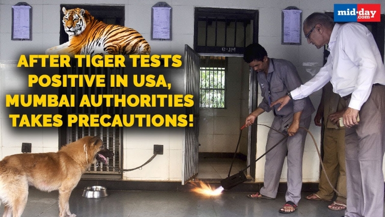 After Tiger tests positive in USA, Mumbai authorities take precautions | Coronavirus Update
