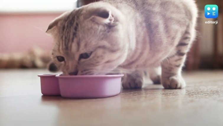 Cats can get Covid-19, study shows, WHO to look into role of pets