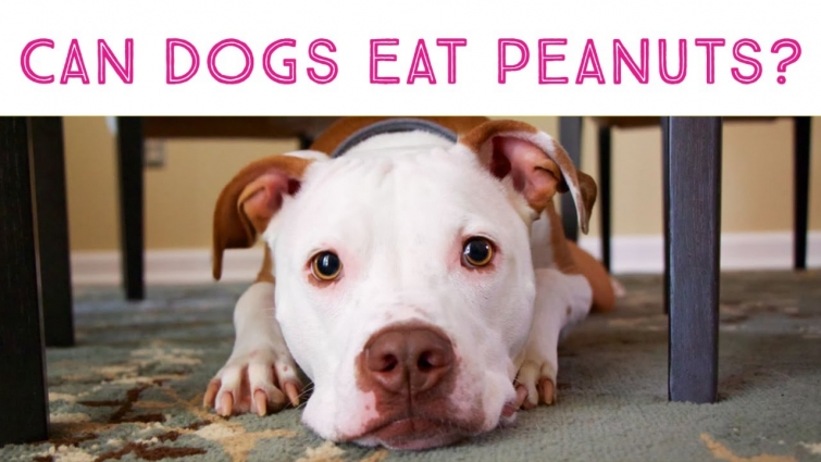 🔥Tips and Complete Guide can dog eat peanuts – can dogs eat nuts – can i give my dog nuts