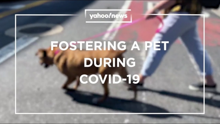 Vet amazed after NYC steps up to foster animals during coronavirus