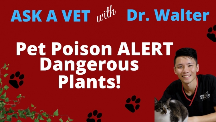 Pet Dangers: Poisonous Plants – Monty and Minx Calamvale Vet