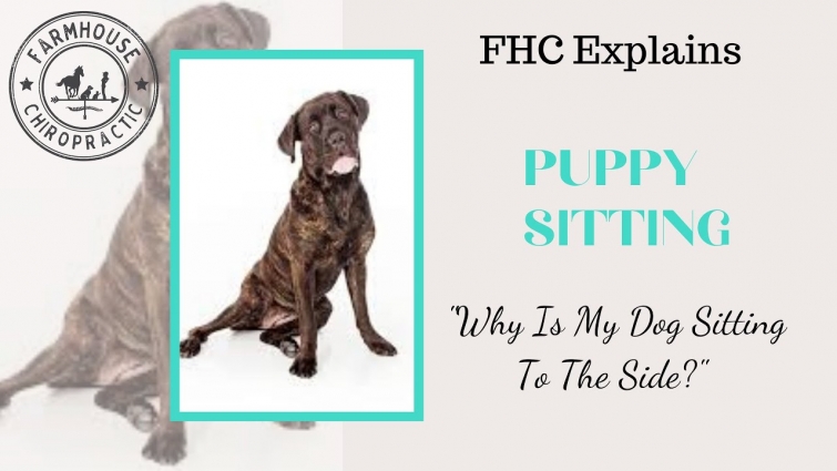 Why Does My Dog Sit To The Side? (Puppy Sitting)? How Can Chiro /Massage Help?