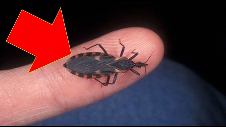 A Tiny Bug May Be Killing Hundreds Of Dogs  So If Your Pet Is Bitten You Must Go Straight To The Vet