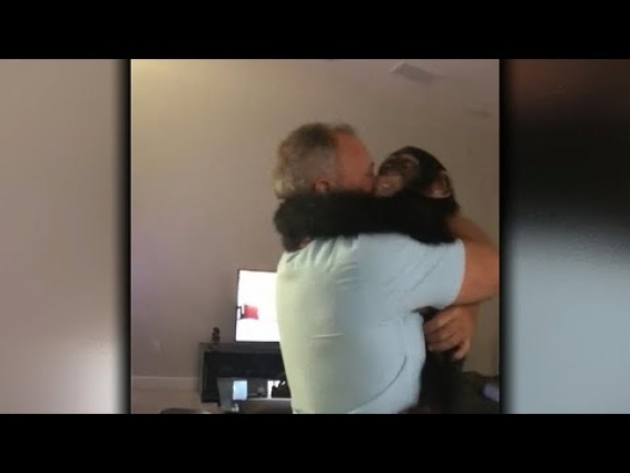 Limbani the chimpanzee greets old caregiver with huge hug