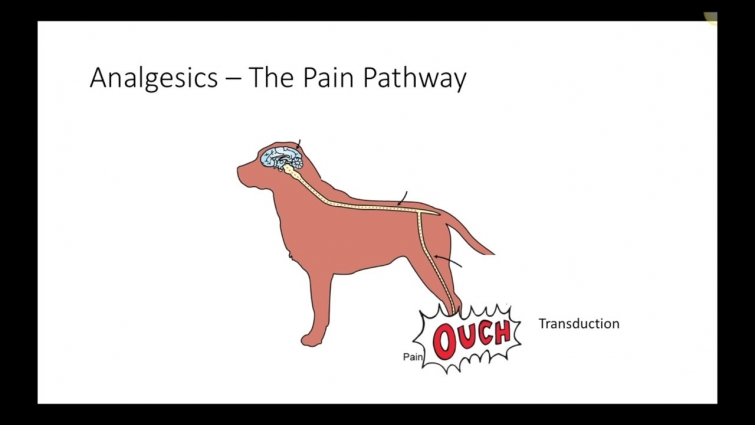 Veterinary Analgesics (VETERINARY TECHNICIAN EDUCATION)