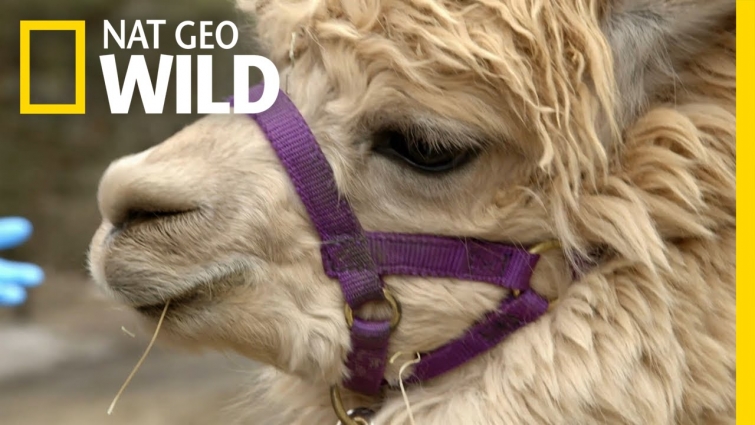 Alpaca Spit Fire | Vet School