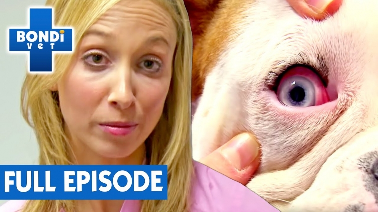 Lisa Chimes Concerned Dog Will Lose His Vision! | Full Episode | Bondi Vet