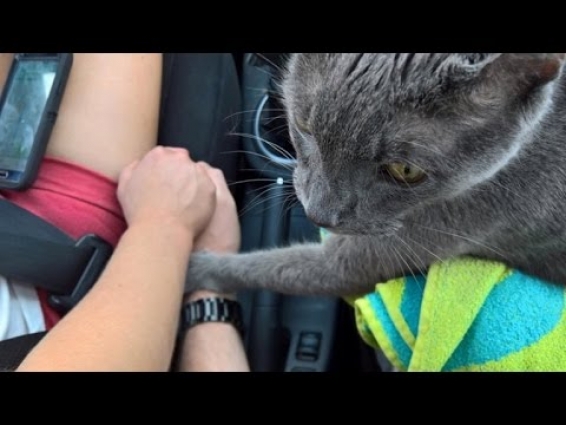 Heartbreaking Photo Shows Cat Grasping Owner's Hand On Last Ride to Vet