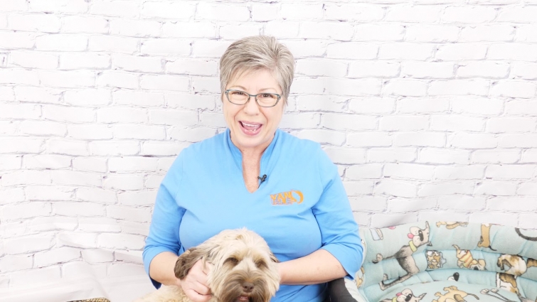 Video on choosing a vet and trainer for your labradoodle puppy