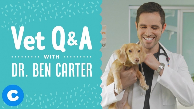 Veterinarian Dr. Ben Answers Your Pet Health Questions | Chewy