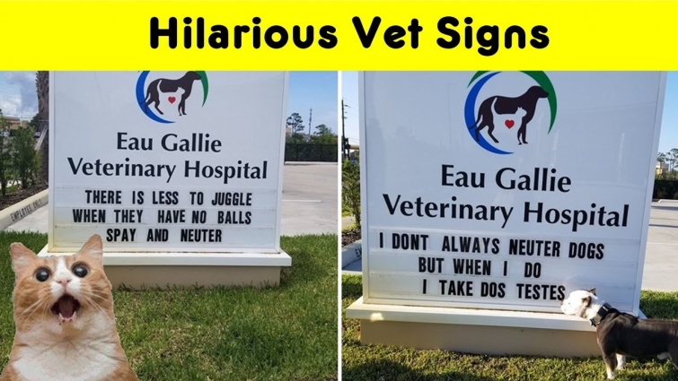 Funny And Genius Vet Signs That Will Make You Laugh (New Pics)