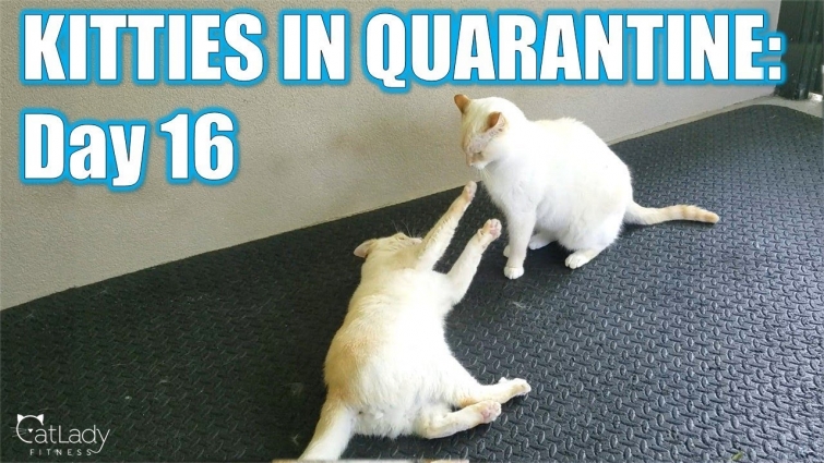 Kitties in Quarantine: DAY 16 (Alfred STILL needs attention…) 🤷🏼‍♀️🐱