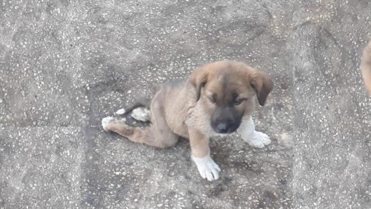 Rescue Paralyzed Puppy Was Abandoned In Abandoned Houses &  The Rescuer' Great Efforts