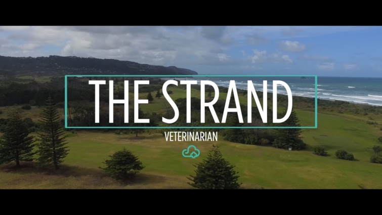 ezyVet Customer Story – The Strand Veterinarian