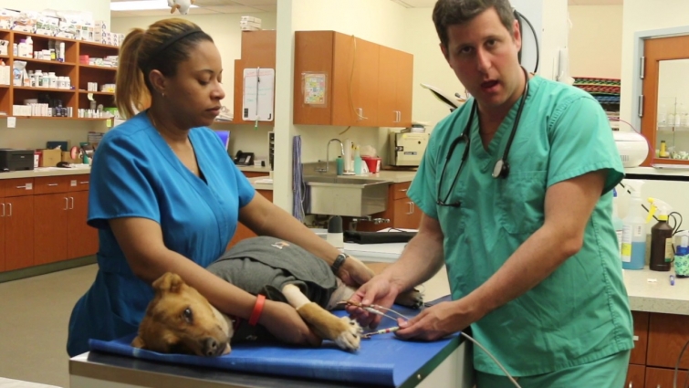 EKG Lead Setup in a Canine Patient