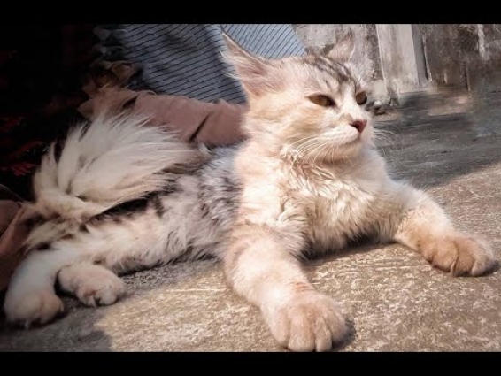 সুজির গোসল #Live #Exclusive ডাকাত-রানি সুজি, মতি, কালি, মাথিন, ফড়িং এর স্নান! Cat_Bathe বিড়ালের_গোসল