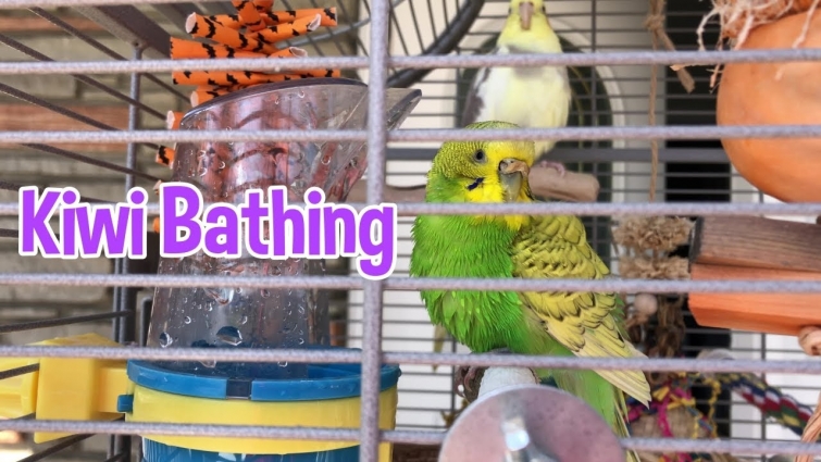 Kiwi Takes a Bath in Her Water Bowl 🛁🥰
