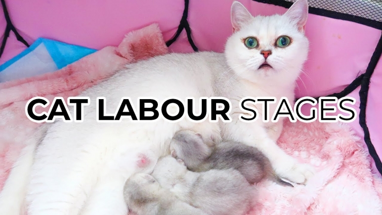 THE 3 STAGES OF CAT BIRTH Featuring: My British Shorthair Cat Luna 🌙 + 1000+ SUBSCRIBER GIVEAWAY! 🎁