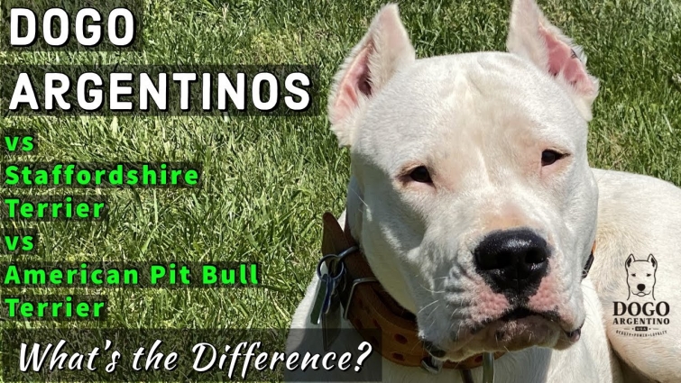 DOGO ARGENTINO VS AMERICAN PIT BULL TERRIER