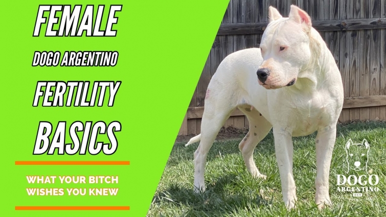 FERTILITY IN THE DOGO ARGENTINO | REPRODUCTIVE FOUNDATIONS