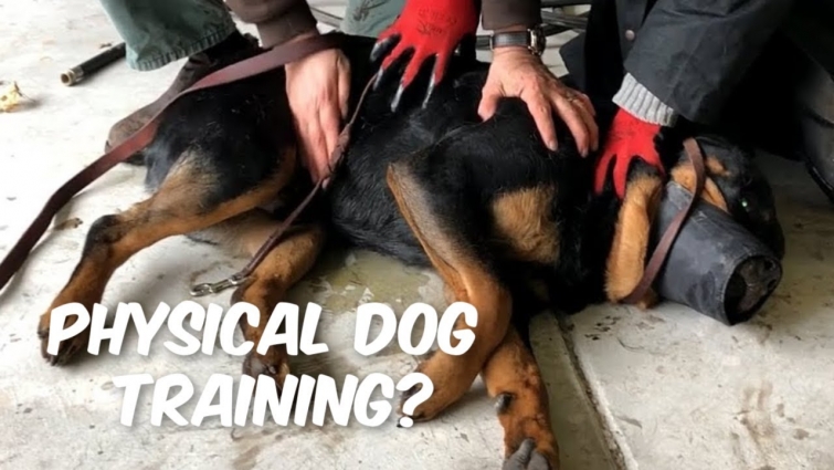 Is Physical Dog Training the Right Way?