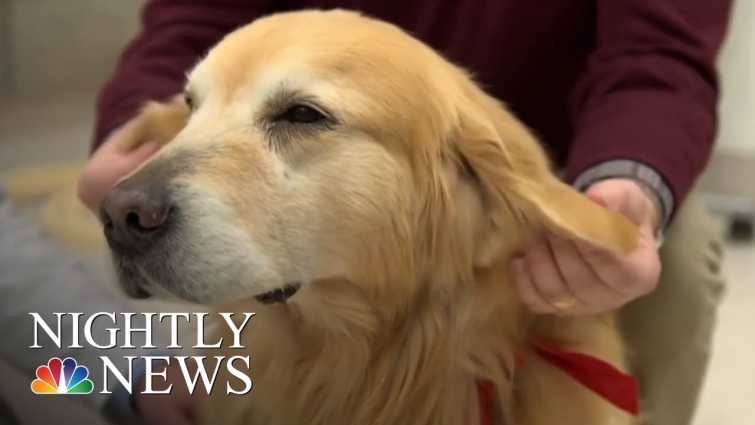 Sweet Story Behind Super Bowl Ad About Dog’s Cancer Journey | NBC Nightly News