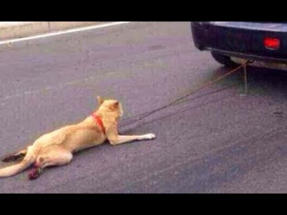 Abused & Neglected & Left to die poor dog rescued from heartless owner! #2020 Animal Rescue