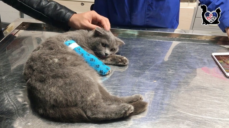 Saving British short hair cat falled down from 4th floors – A miracle came to his leg