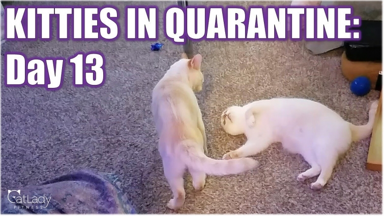 Kitties in Quarantine: DAY 13 (pre-bedtime routine) 😻😴