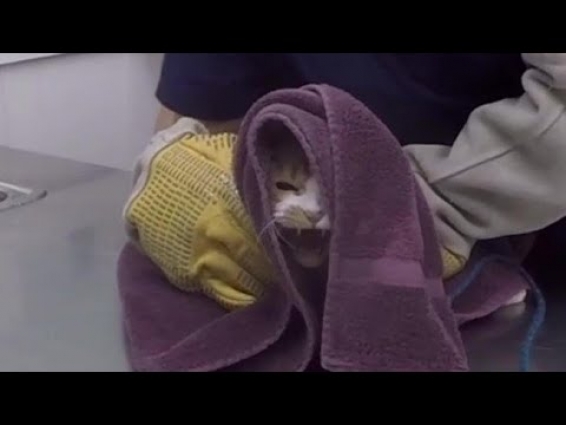 VET VISIT GONE WRONG!!!  RAW UNCUT FOOTAGE!!! Cat Attacks Veterinarian