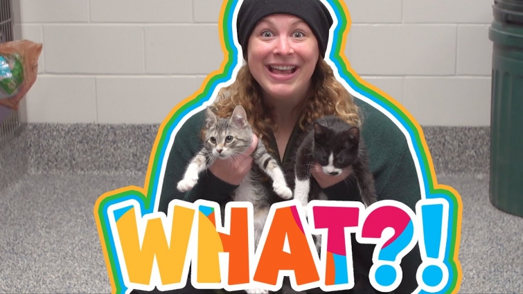 I Can Be What?! | Veterinarian