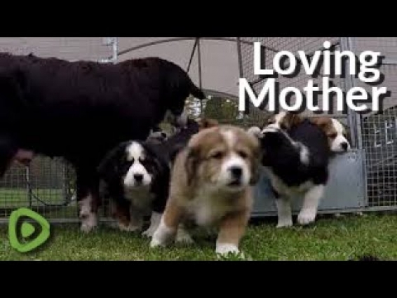 Mother dog watches as her puppies wake up for playtime