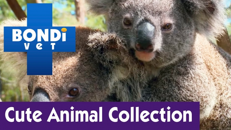 Cute Animal Collection #25 | Bondi Vet